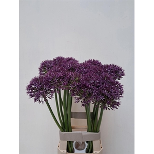 Allium Grootbloemig Atlas