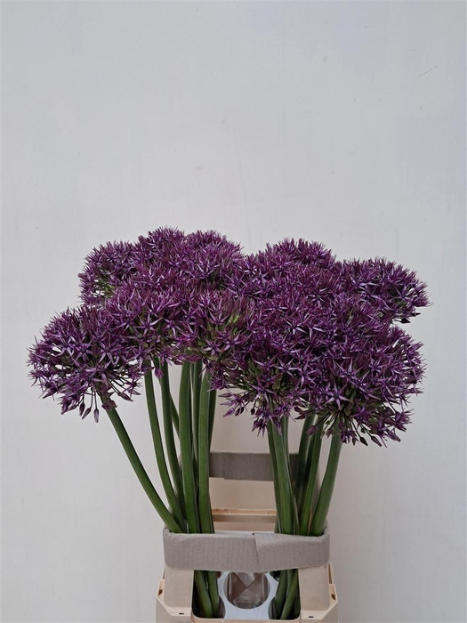 <h4>Allium Grootbloemig Atlas</h4>