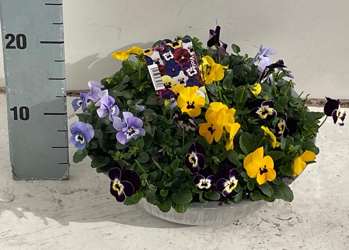 <h4>VIO CO SOR XP GEM</h4>