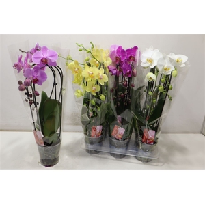 Phal El Cascade 4 Kleuren
