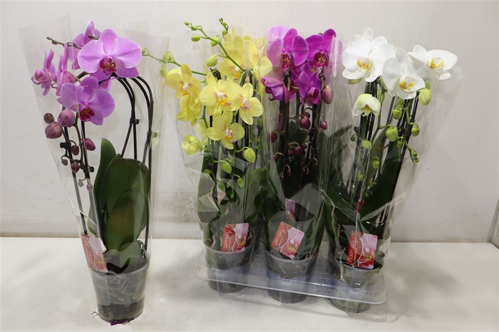 <h4>Phal El Cascade 4 Kleuren</h4>