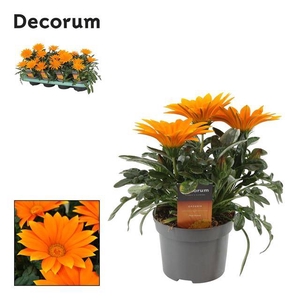 Gazania Giant Deep Orange