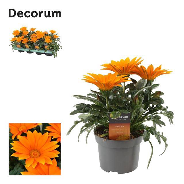 <h4>Gazania Giant Deep Orange</h4>