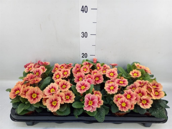 <h4>Primula ac. 'Cottage'</h4>
