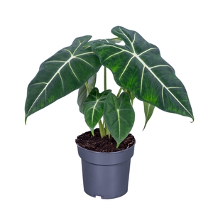 Alocasia   ...