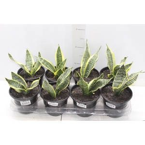 SANSEVIERIA TRIFASCIATA LAURENTII P15