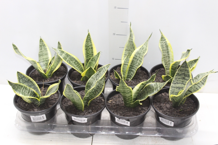 <h4>SANSEVIERIA TRIFASCIATA LAURENTII P15</h4>
