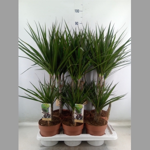 Dracaena marg.
