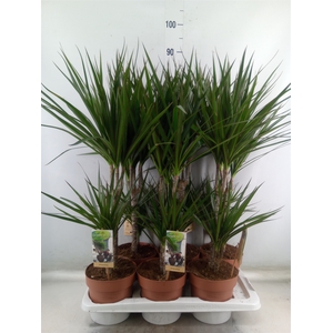 Dracaena marg.