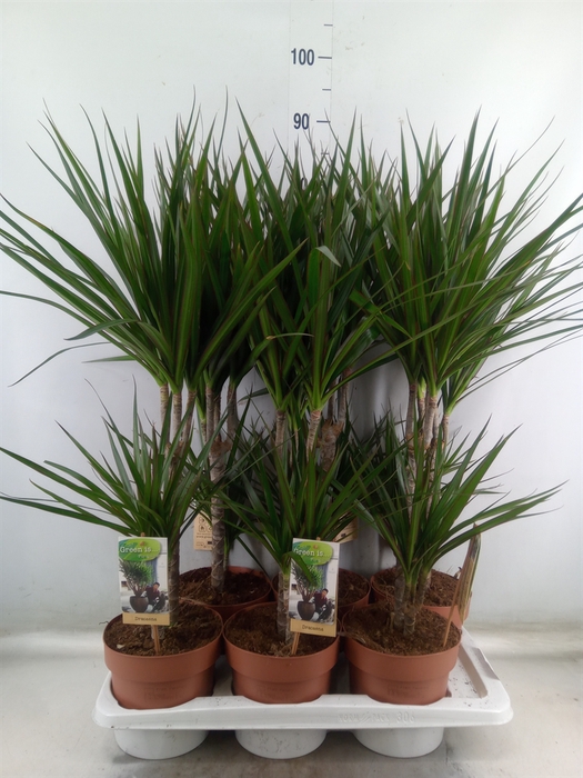 <h4>Dracaena marg.</h4>