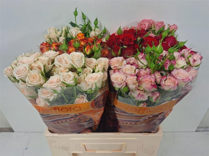 <h4>R TR GEM IN FUST</h4>