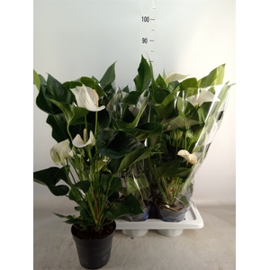 Anthurium  'Karma White'