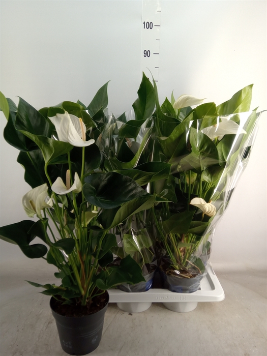 <h4>Anthurium  'Karma White'</h4>