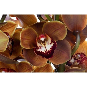 CYMB GR BROWNY ESPRESSO X12