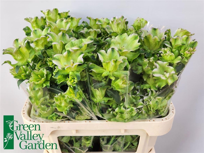 <h4>Camp M Evergreen Lavender</h4>