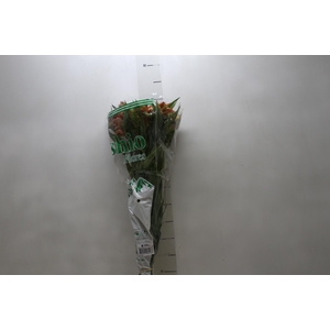 ALSTROEMERIA CHEERIO 080 CM