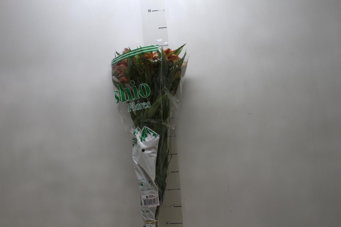 ALSTROEMERIA CHEERIO 080 CM