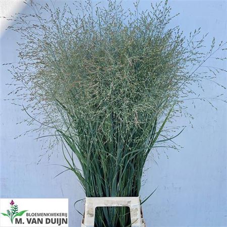 <h4>Siergras Panicum Heavy Metal</h4>