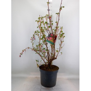 Ribes sanguineum 'King Edward VII'
