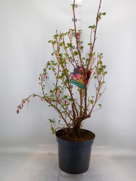 <h4>Ribes sanguineum 'King Edward VII'</h4>