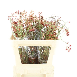 Rosa Corallo Orange Red