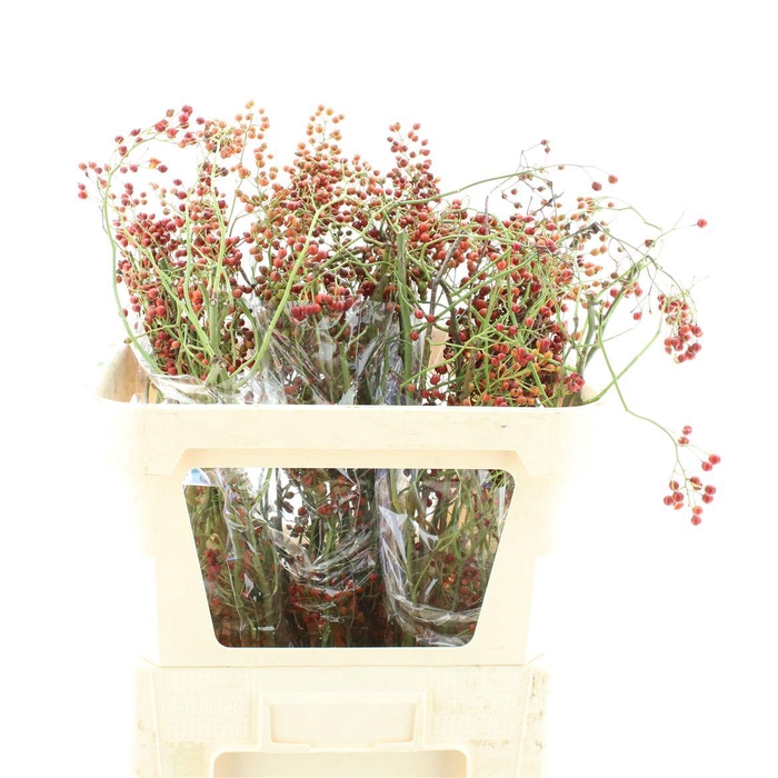 <h4>Rosa Corallo Orange Red</h4>