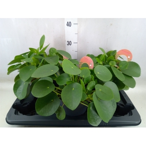 Pilea peperomoides