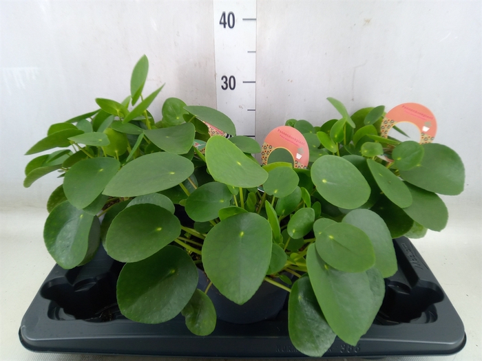 <h4>Pilea peperomoides</h4>