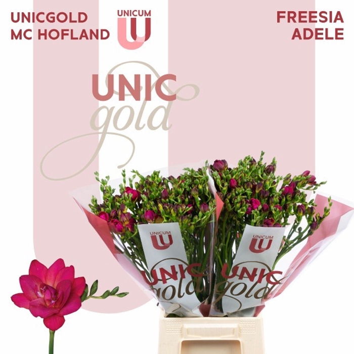 <h4>Freesia du Adele</h4>