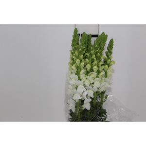 BOCA DE LEAO POTOMAC WHITE 070 CM
