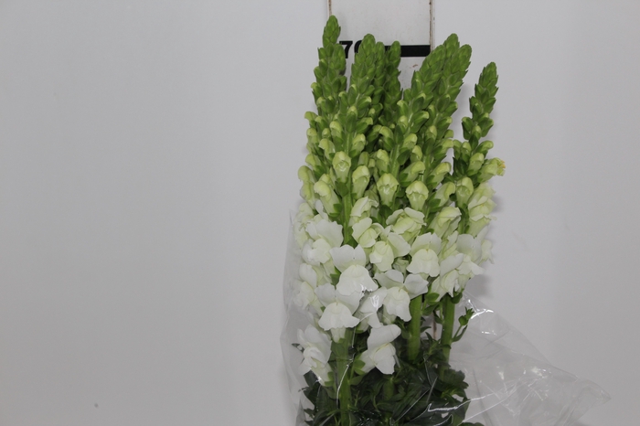 <h4>BOCA DE LEAO POTOMAC WHITE 070 CM</h4>