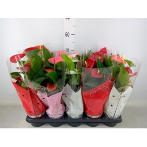 Anthurium   ...mix 4