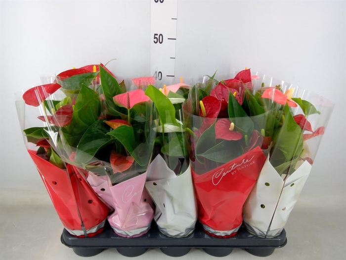 <h4>Anthurium ...mix 4</h4>