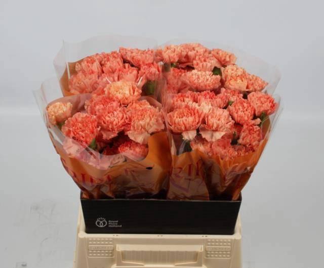 <h4>DI ST HERMES ORANGE</h4>