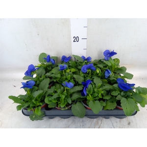Viola wr. 'Delta Blue wBlotch'
