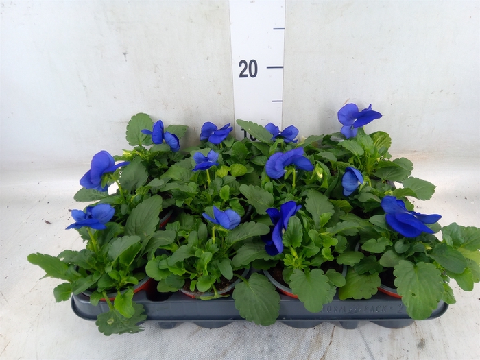 <h4>Viola wr. 'Delta Blue wBlotch'</h4>