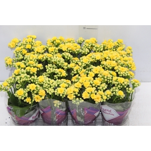 KALANCHOE DOBRADO MINI P09 AMARELO