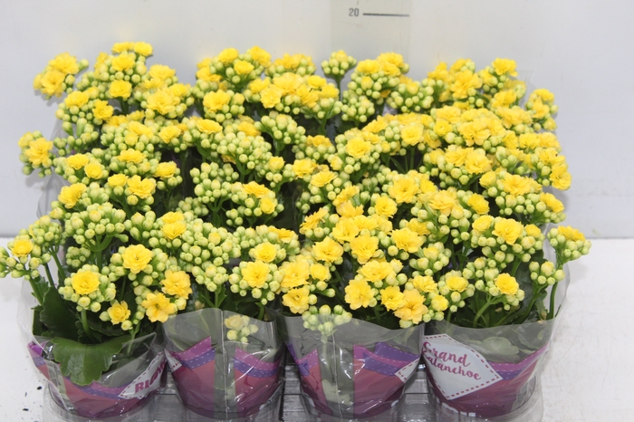 <h4>KALANCHOE DOBRADO MINI P09 AMARELO</h4>
