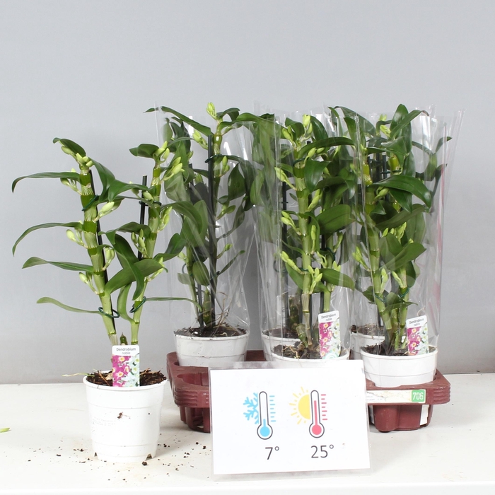 <h4>DENDR N SC APOLLON</h4>