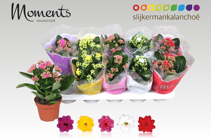 <h4>KAL GE GEM 5 KL</h4>