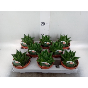 Aloe aristata 'Cosmo'