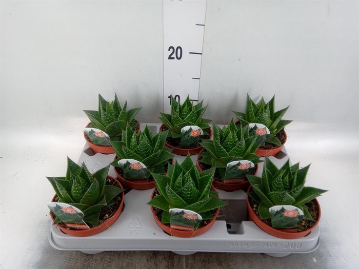 <h4>Aloe aristata 'Cosmo'</h4>