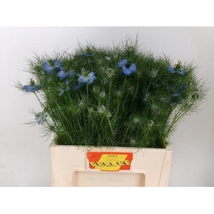 NIGE DAMASCENA BLAUW NIGE D OV BLAU