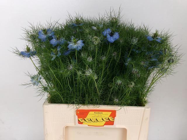 <h4>NIGE DAMASCENA BLAUW NIGE D OV BLAU</h4>