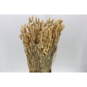 Dried Lagurus Naturel