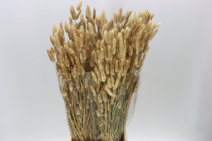 <h4>Dried Lagurus Naturel</h4>