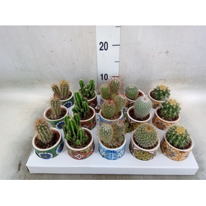 Cactus   ...