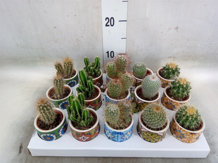 <h4>Cactus   ...</h4>