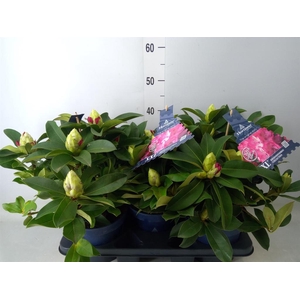 Rhododendron  'Rhodo XXL'