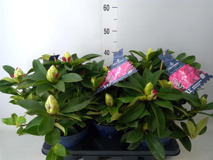 <h4>Rhododendron  'Rhodo XXL'</h4>